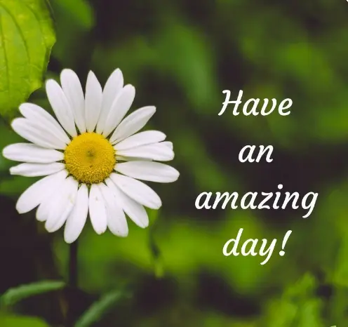 have an amazing day