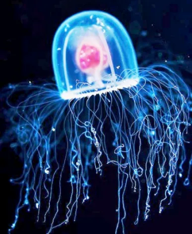 Did you know that there is a species of jellyfish that can live forever