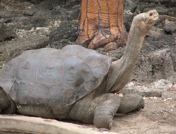 - Lonesome George, the last surviving Pinta Island tortoise, lived for over 100 years. 