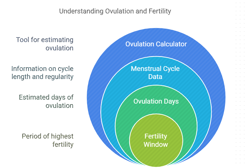 How to Use an Ovulation Calculator