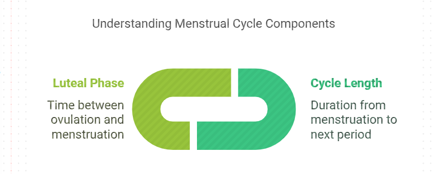 Understanding Cycle Length and Luteal Phase